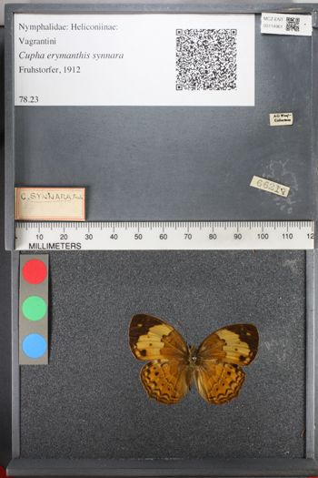 Media type: image;   Entomology 114961